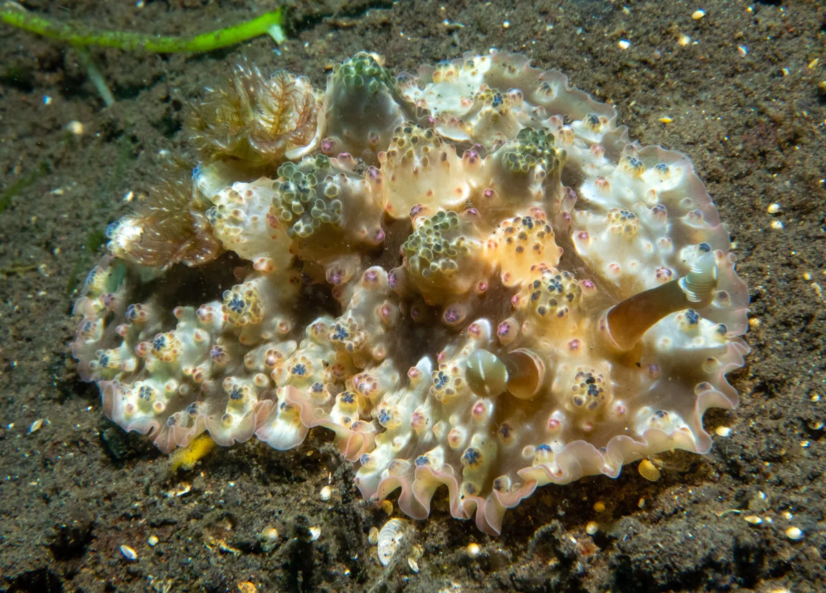 Dendrodoris tuberculosa - Tianyar, Kubu, Karangasem Regency, Bali, Indonesia