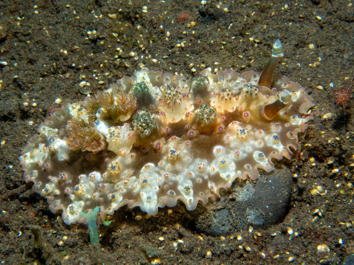 Dendrodoris tuberculosa - Tianyar, Kubu, Karangasem Regency, Bali, Indonesia