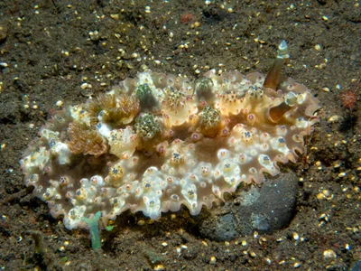 Dendrodoris tuberculosa - Tianyar, Kubu, Karangasem Regency, Bali, Indonesia