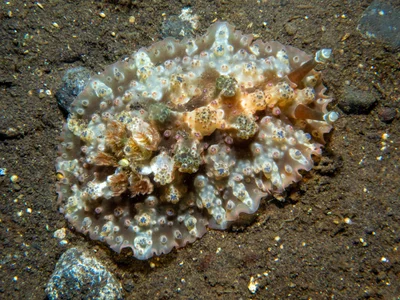 Dendrodoris tuberculosa - Tianyar, Kubu, Karangasem Regency, Bali, Indonesia