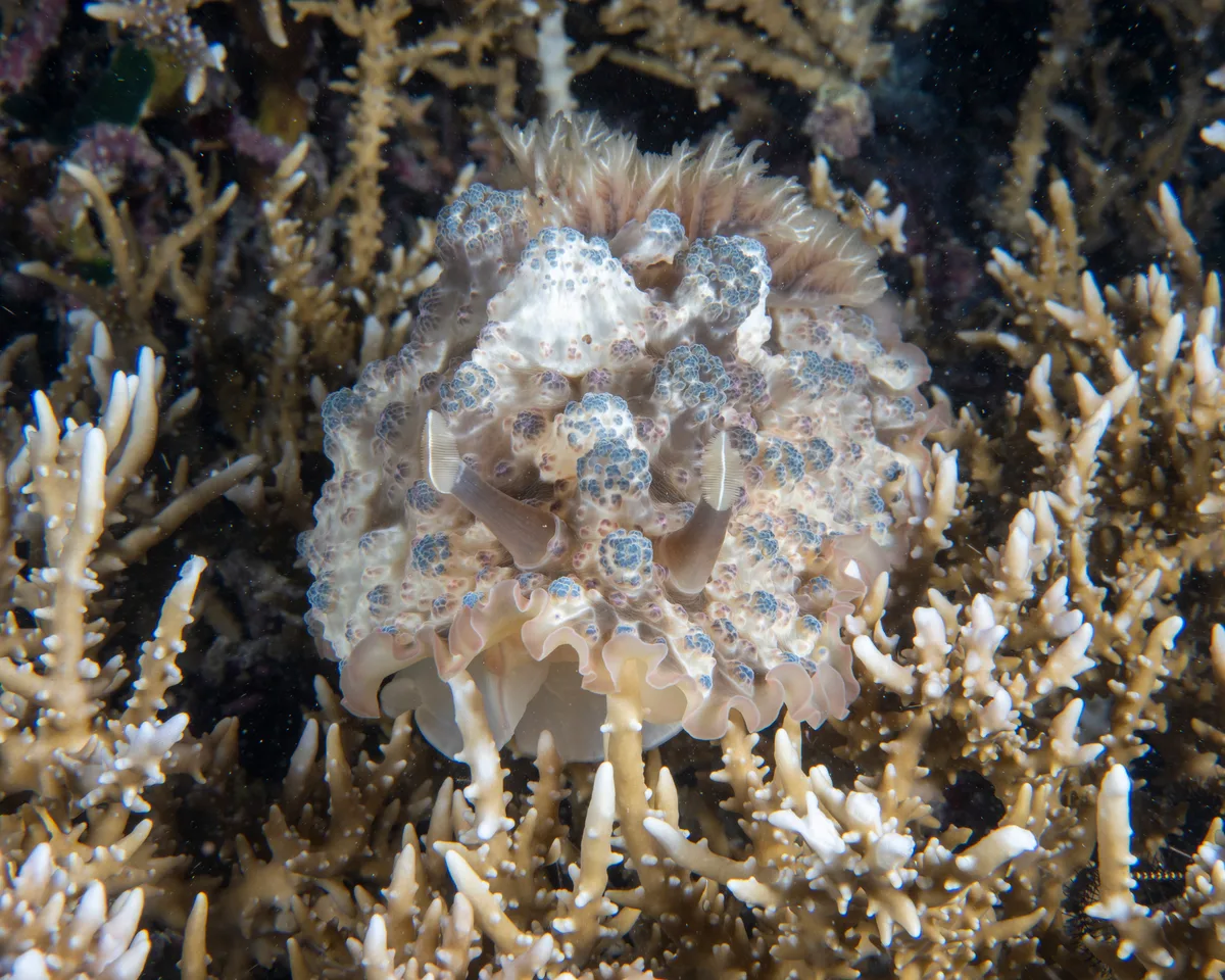 Dendrodoris tuberculosa - Maratua Island, East Kalimantan, Indonesia