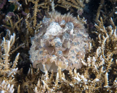 Dendrodoris tuberculosa - Maratua Island, East Kalimantan, Indonesia