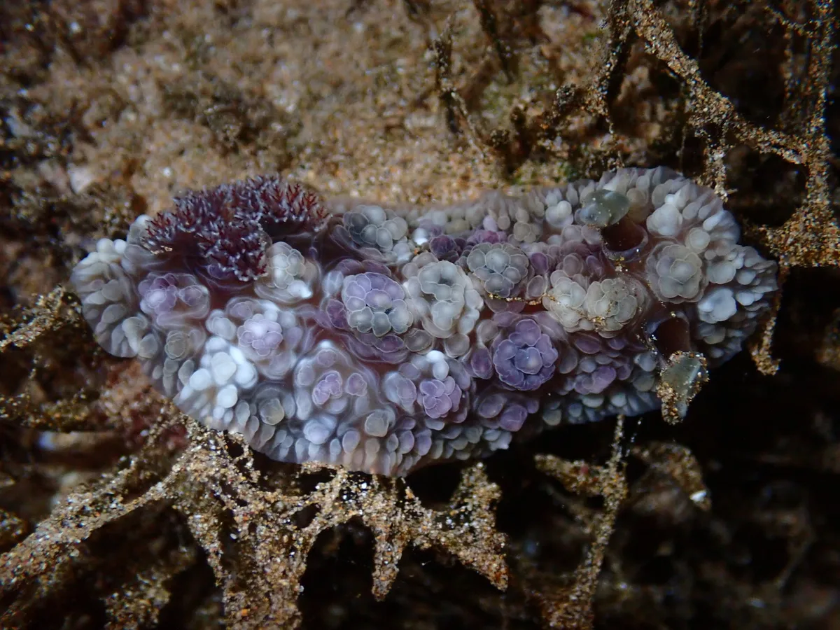 Dendrodoris tuberculosa - North Pacific Ocean, Wailea, HI, US