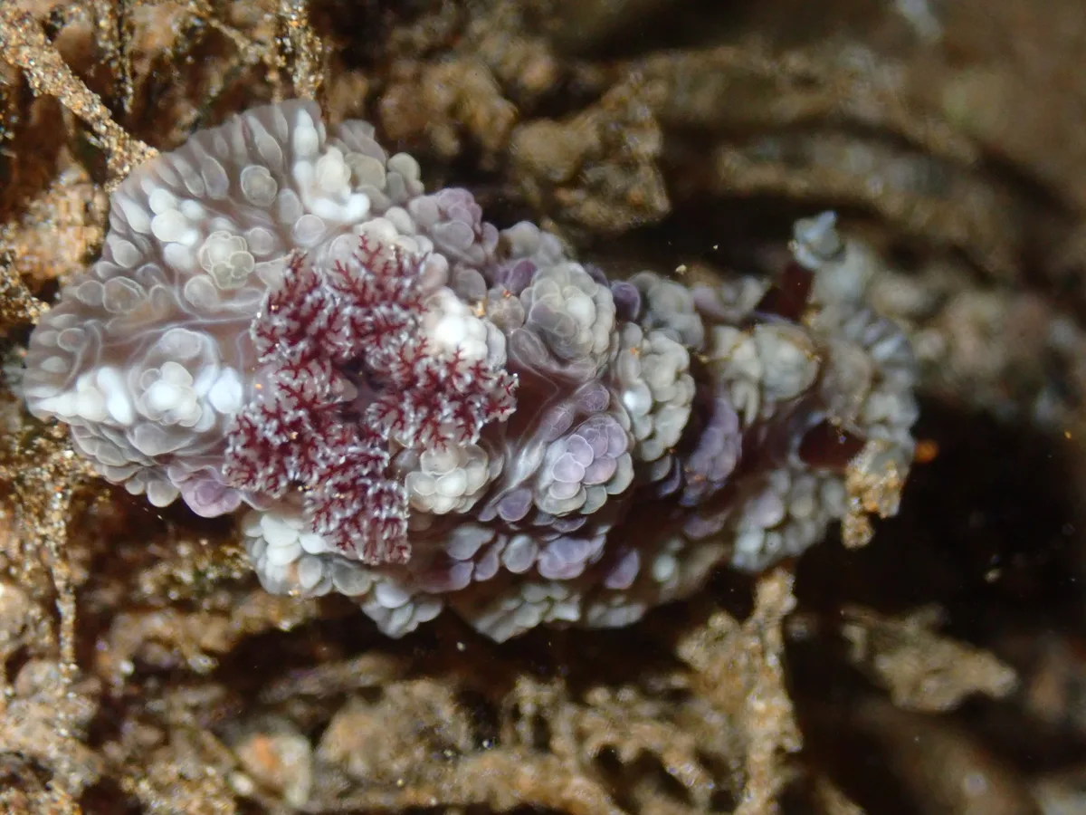 Dendrodoris tuberculosa - North Pacific Ocean, Wailea, HI, US
