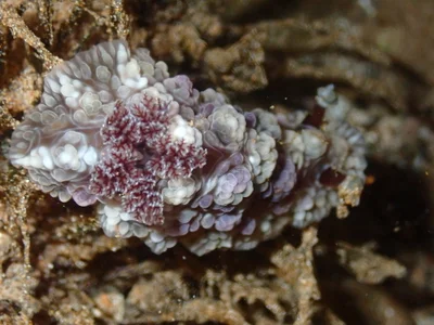 Dendrodoris tuberculosa - North Pacific Ocean, Wailea, HI, US