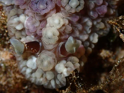 Dendrodoris tuberculosa - North Pacific Ocean, Wailea, HI, US