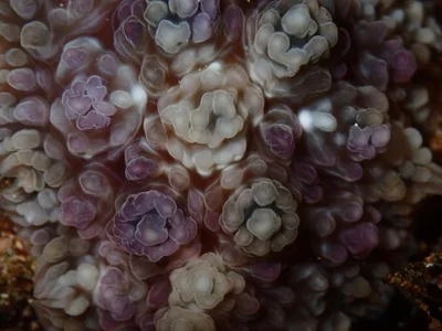 Dendrodoris tuberculosa - North Pacific Ocean, Wailea, HI, US