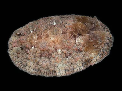 Dendrodoris tuberculosa - Gneering Shoal, Australia