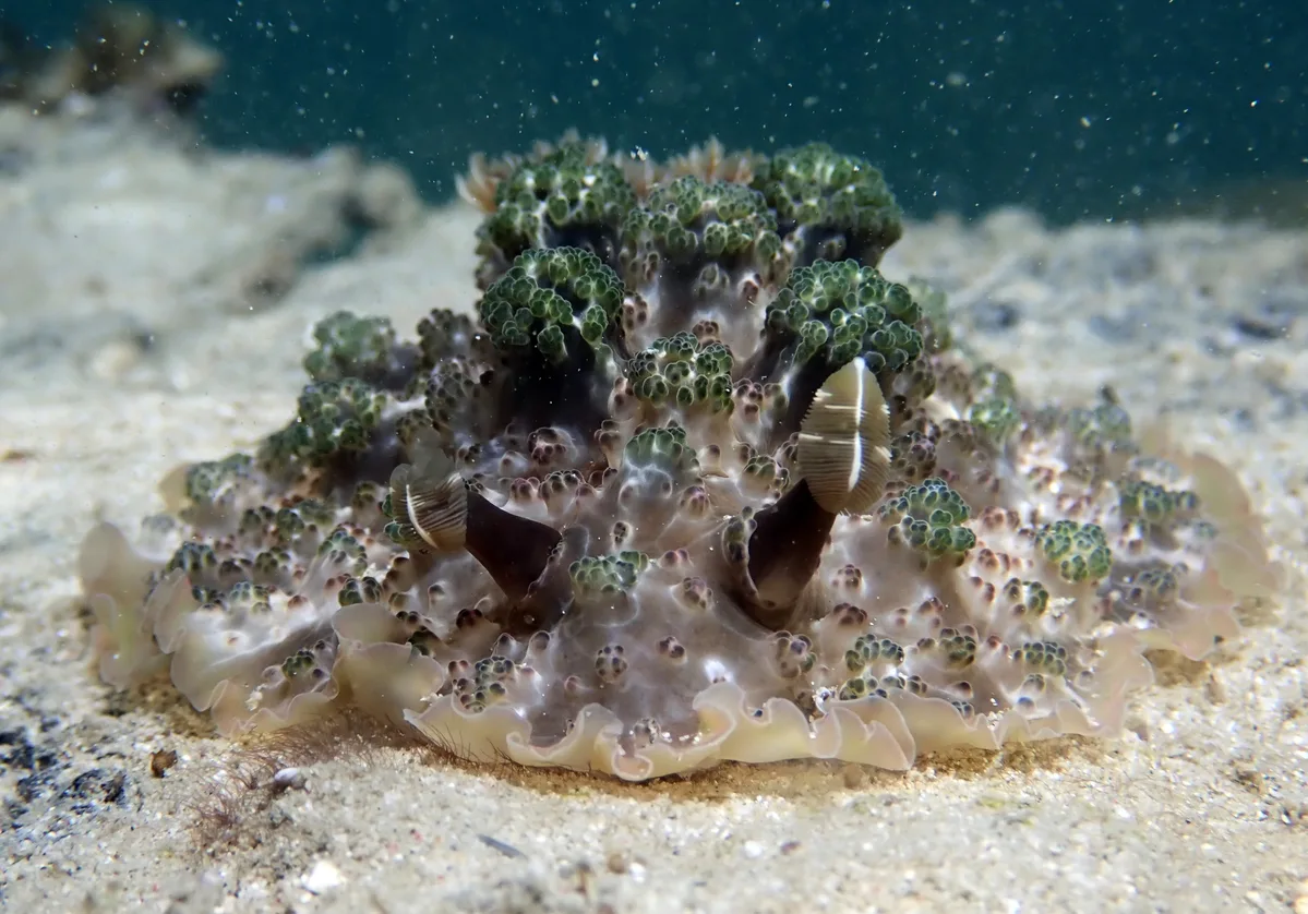 Dendrodoris tuberculosa - Puerto Galera, PH-MR, PH