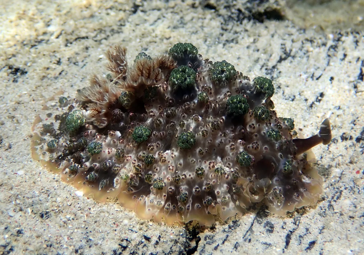 Dendrodoris tuberculosa - Puerto Galera, PH-MR, PH