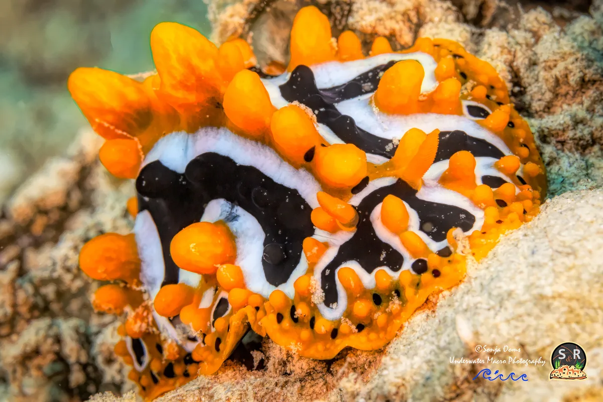 PHYLLIDIA UNDULA