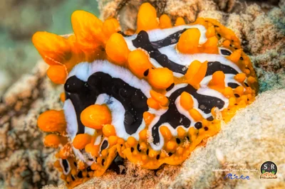 PHYLLIDIA UNDULA