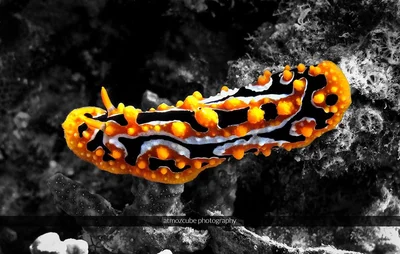phyllidia ocellata