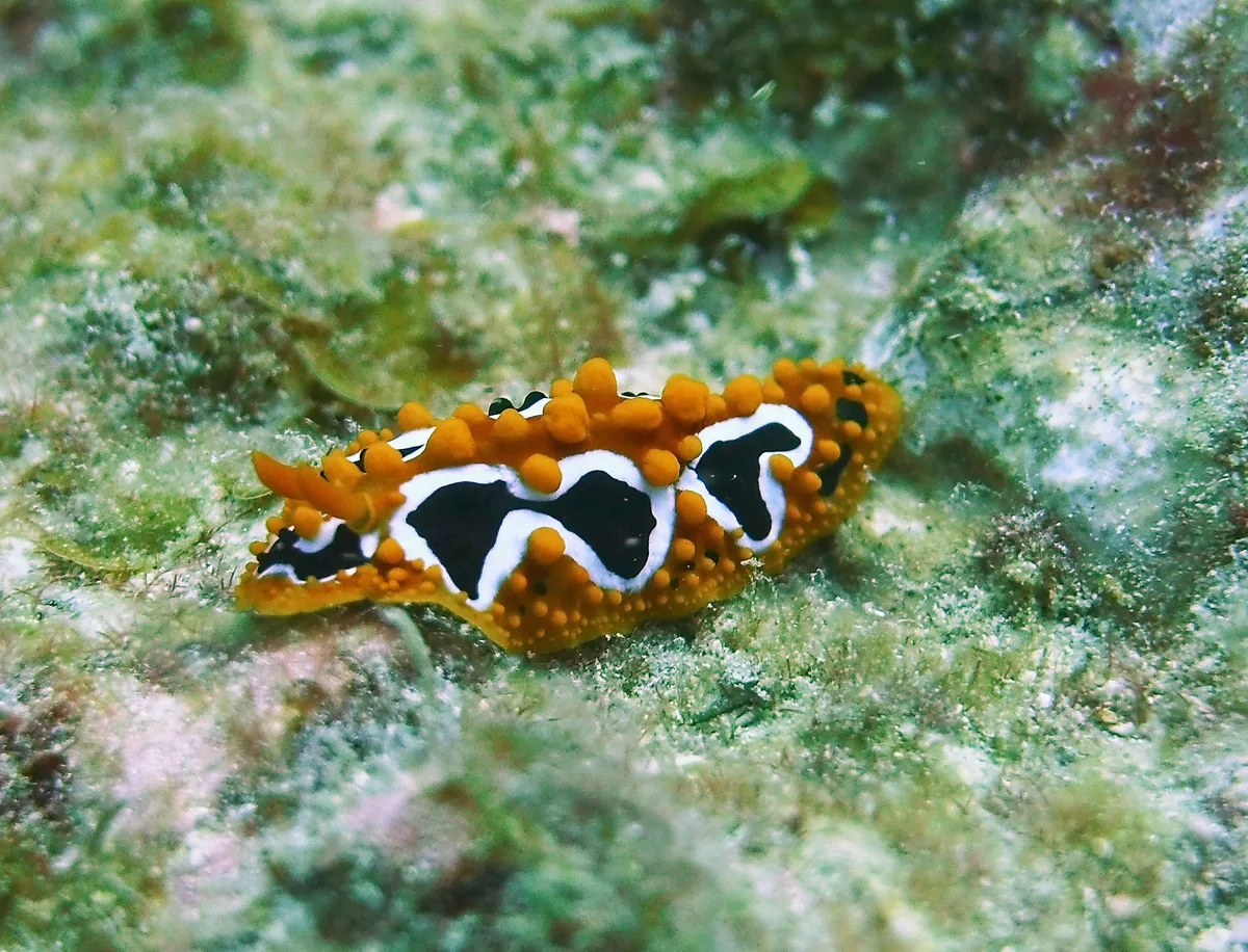 Phyllidia undula