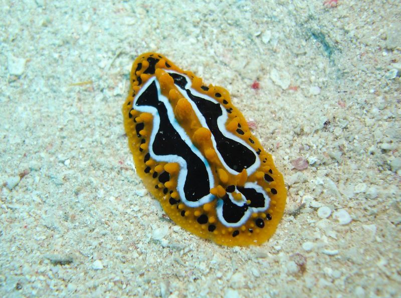 Wave Wart Slug