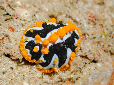 Phyllidia undula - 5GG2+FJG Malé House Reef, Bus Station, Majeedhee Magu, Majeedhee Magu Rd, Malé, Maldives