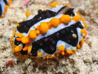 Phyllidia undula - 5GG2+FJG Malé House Reef, Bus Station, Majeedhee Magu, Majeedhee Magu Rd, Malé, Maldives