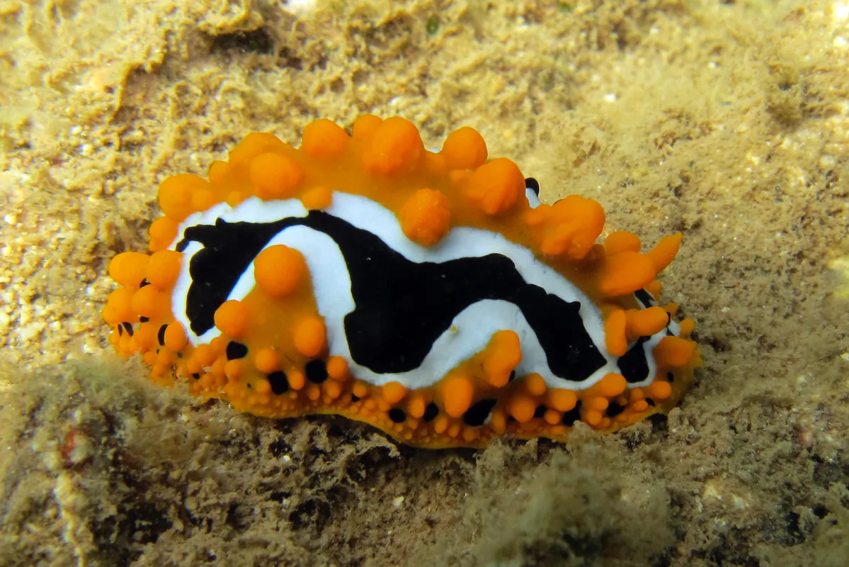 Phyllidia undula