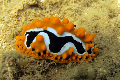 Phyllidia undula