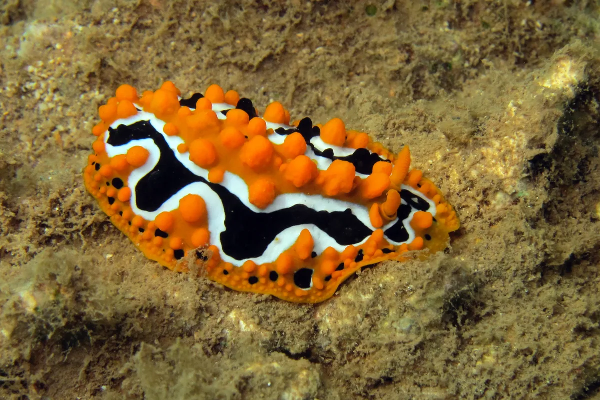 Phyllidia undula