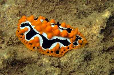 Phyllidia undula