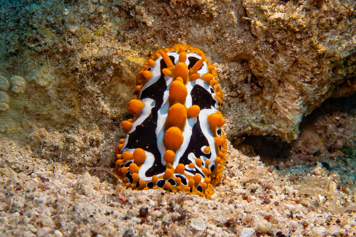 Phyllidia undula - Beersheba, Israel