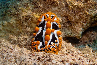Phyllidia undula - Beersheba, Israel