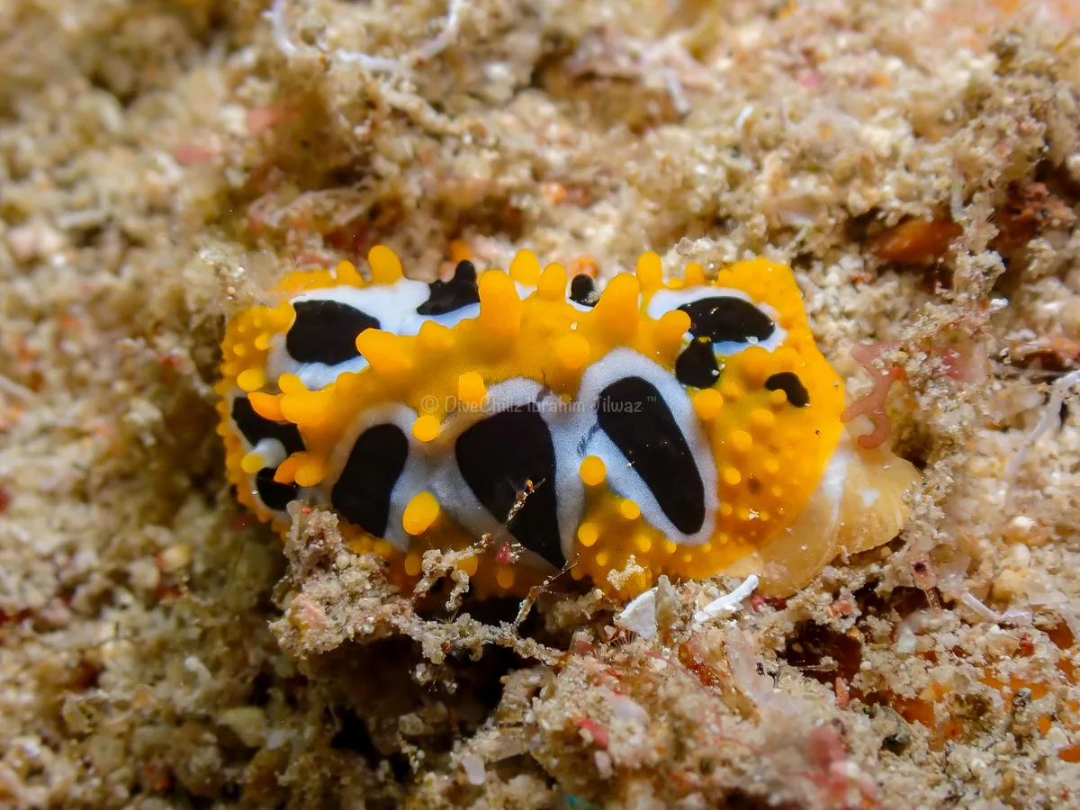 Phyllidia undula - 5GG2+FJG Malé House Reef, Bus Station, Majeedhee Magu, Majeedhee Magu Rd, Malé, Maldives