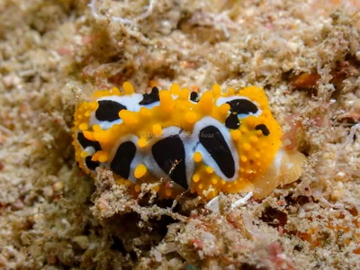 Phyllidia undula - 5GG2+FJG Malé House Reef, Bus Station, Majeedhee Magu, Majeedhee Magu Rd, Malé, Maldives