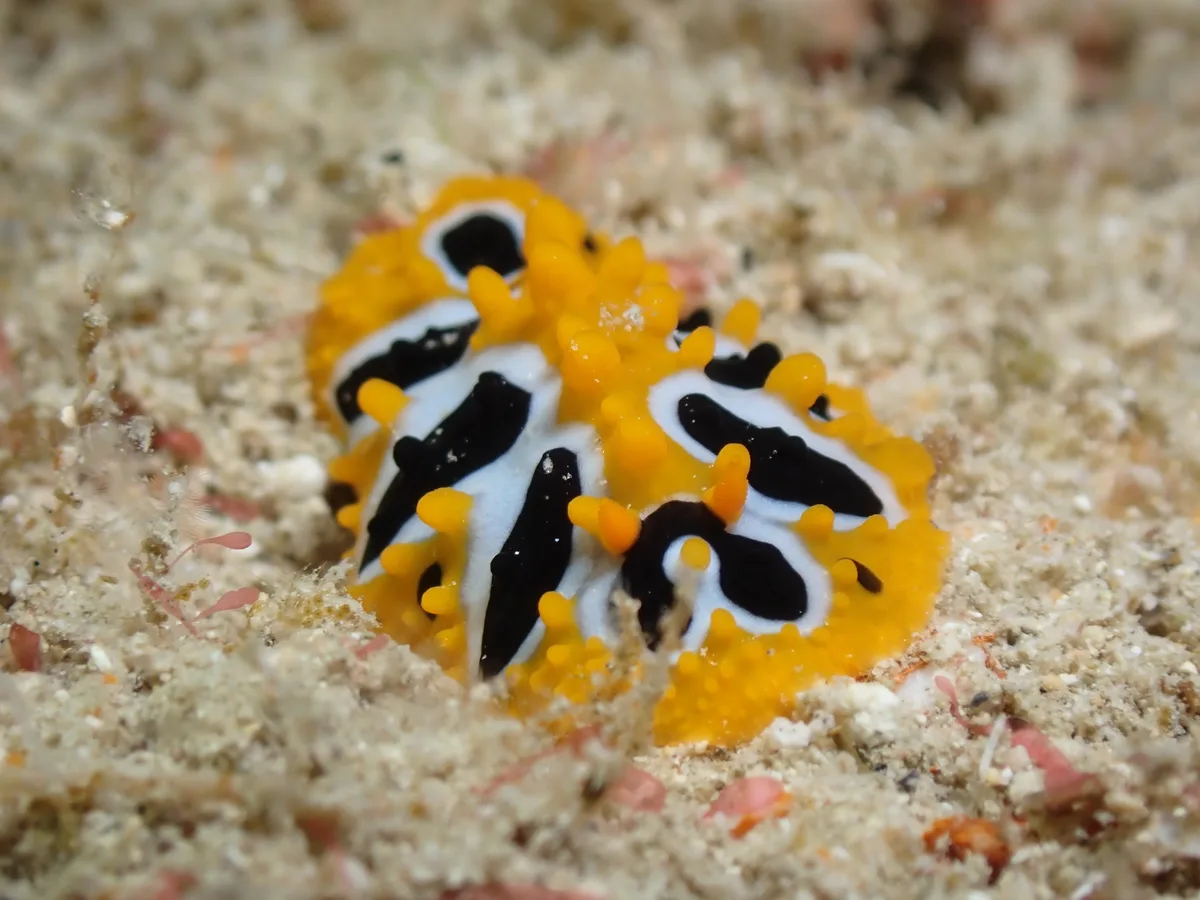 Phyllidia undula - 5GG2+FJG Malé House Reef, Bus Station, Majeedhee Magu, Majeedhee Magu Rd, Malé, Maldives