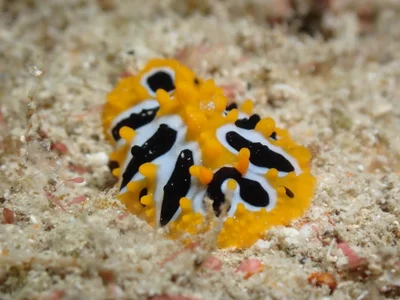 Phyllidia undula - 5GG2+FJG Malé House Reef, Bus Station, Majeedhee Magu, Majeedhee Magu Rd, Malé, Maldives