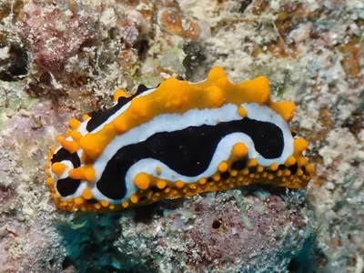 Phyllidia undula - Red Sea, Mecca, SA