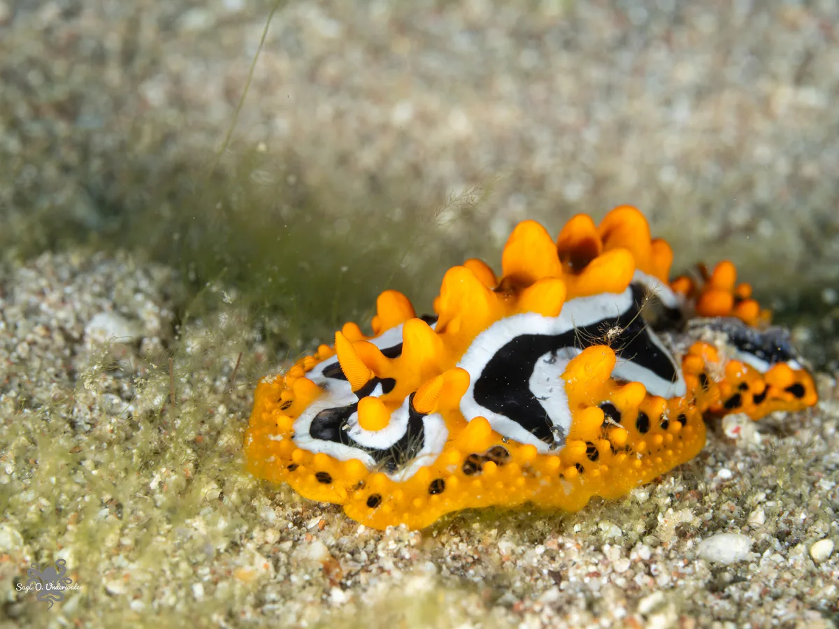 Phyllidia undula - Beersheba, Israel