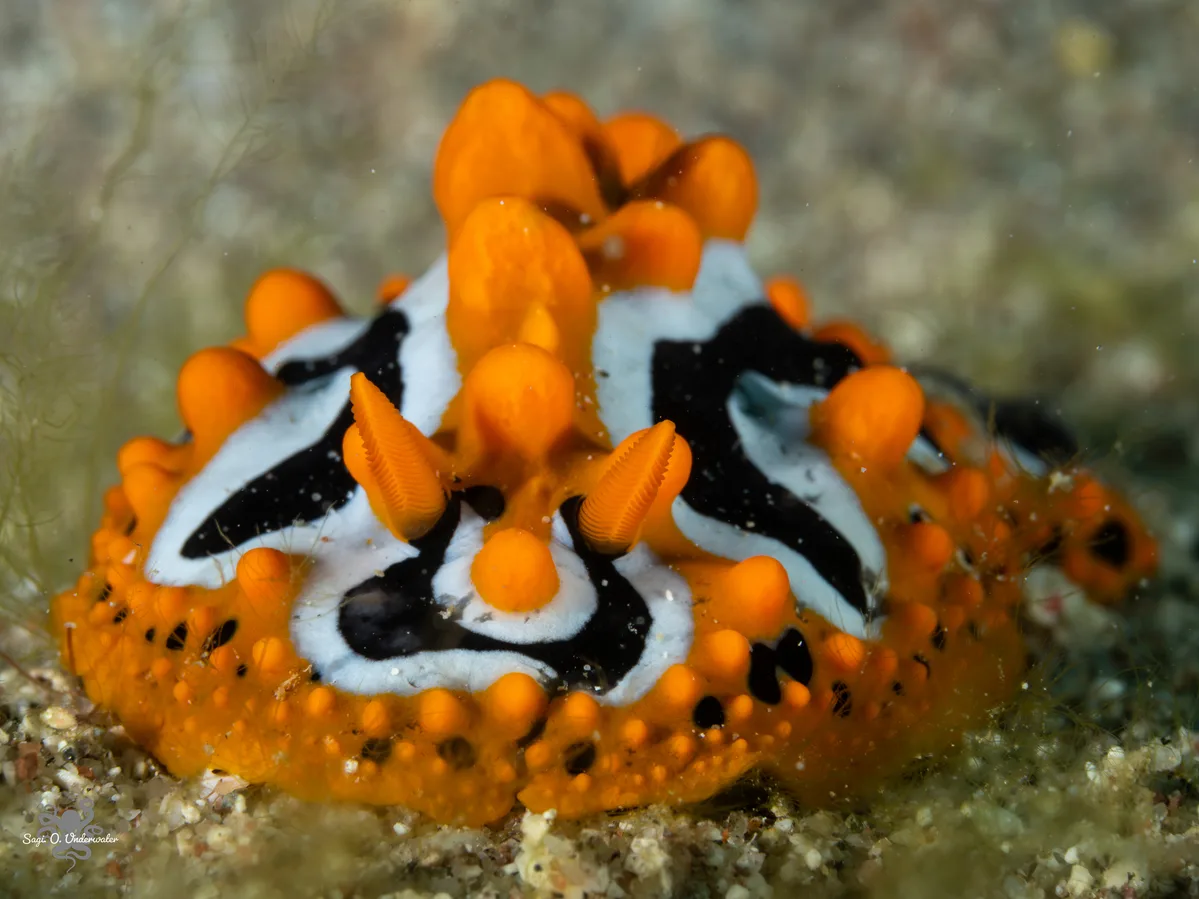 Phyllidia undula - Beersheba, Israel