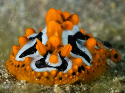 Phyllidia undula - Beersheba, Israel