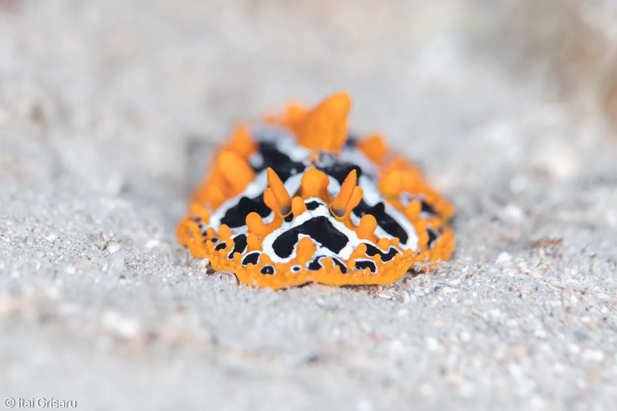 Phyllidia undula - Red Sea, Southern District, IL