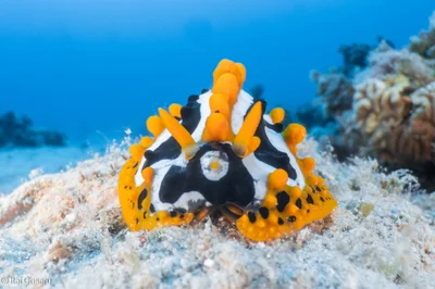 Phyllidia undula - Red Sea, Elat, Southern District, IL