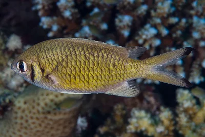 Weber's Chromis