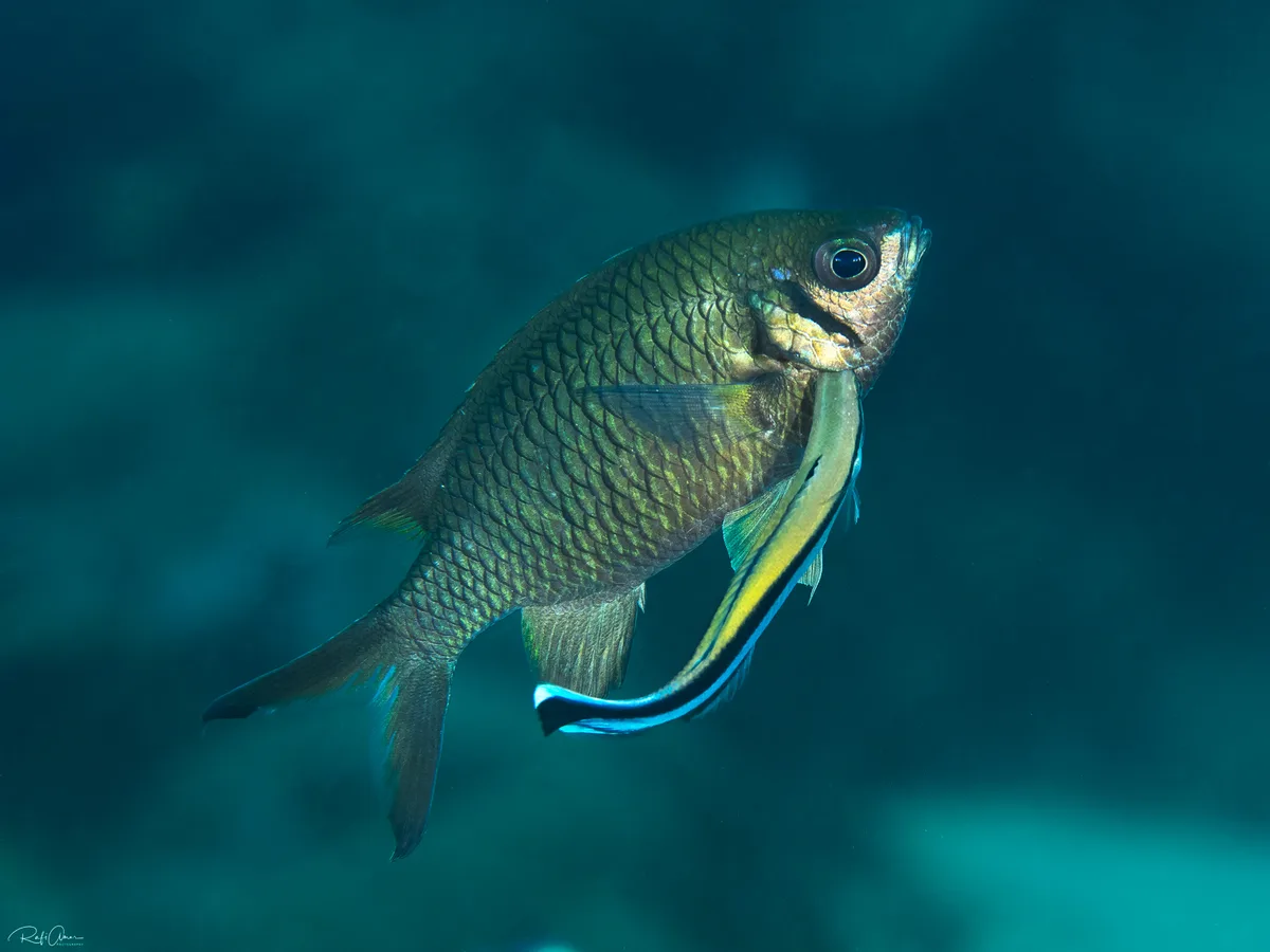 Weber's Chromis