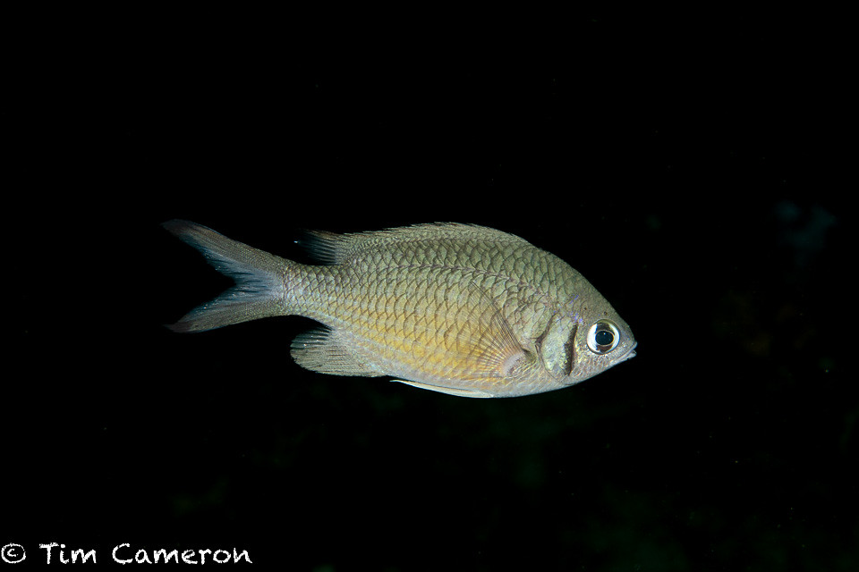 IMG_5311-2022-11-23-231122-Weber's chromis- Chromis weberi.jpg