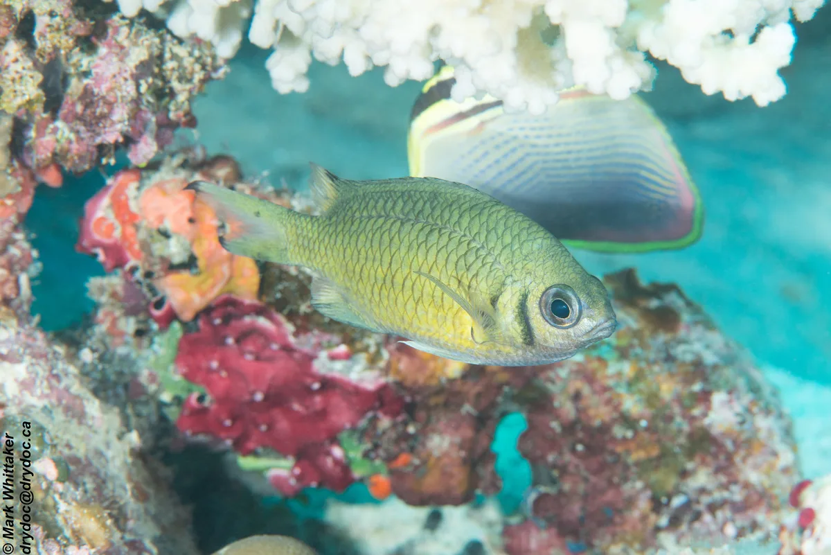 Weber's chromis
