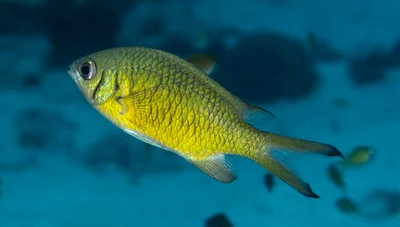 Chromis weberi - Wakatobi, Kepulauan Wakatobi (Laut), Sulawesi Tenggara, Indonesia