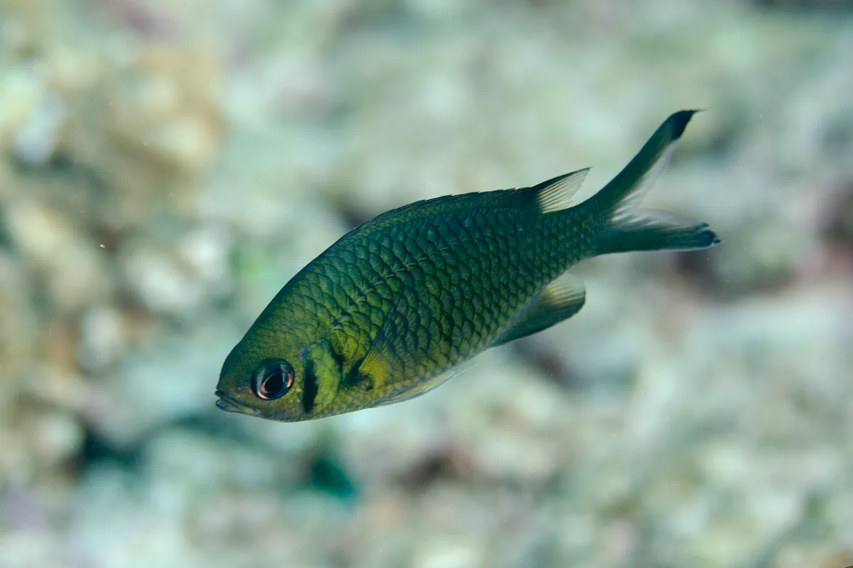 Chromis weberi - Babar Island, Maluku Barat Daya Regency, Maluku, Indonesia