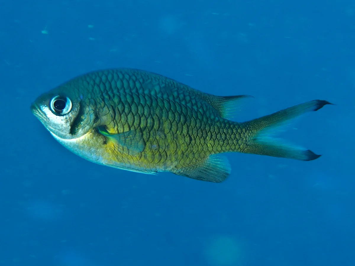 Chromis weberi