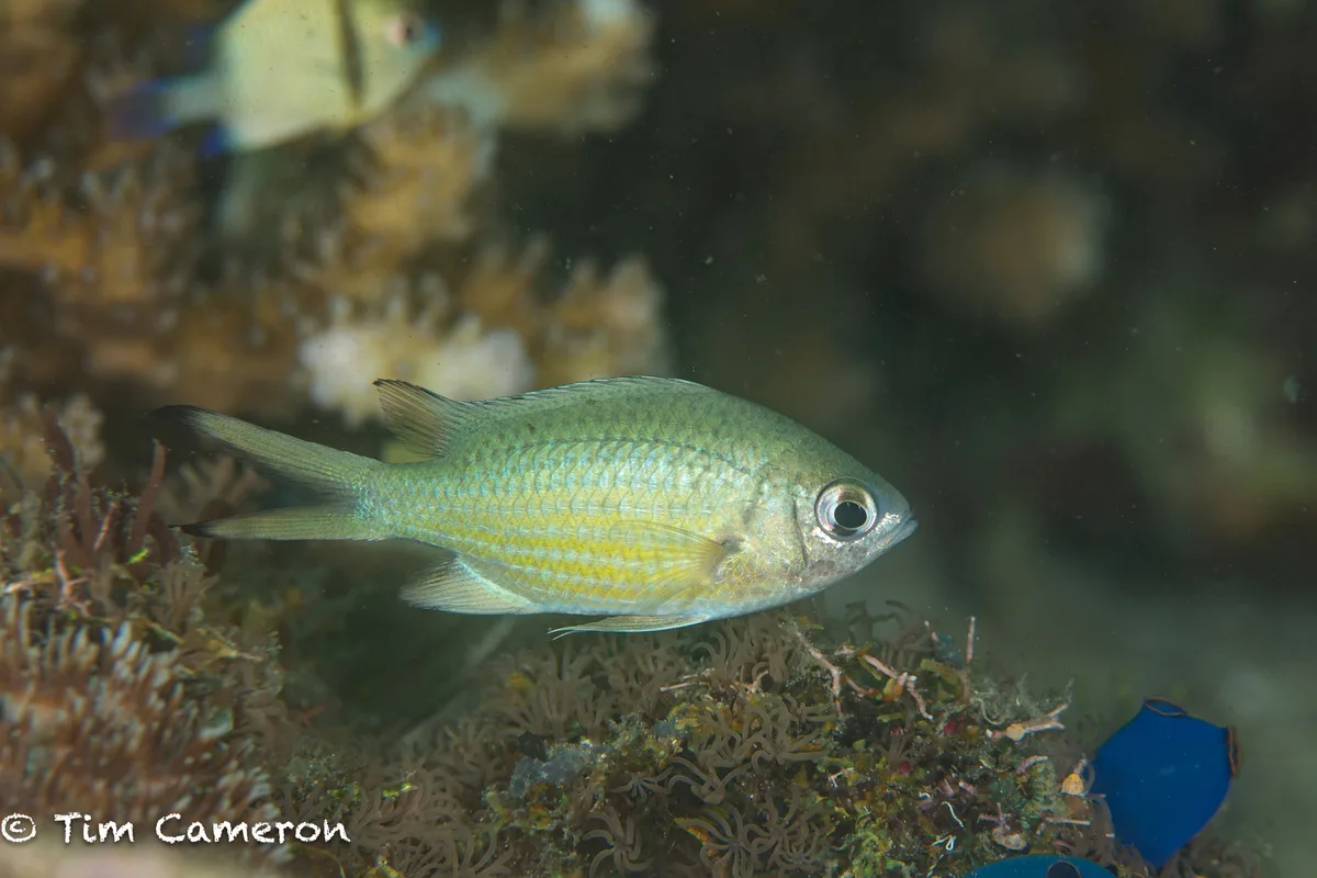 Chromis weberi - Padre Burgos, Southern Leyte, Philippines