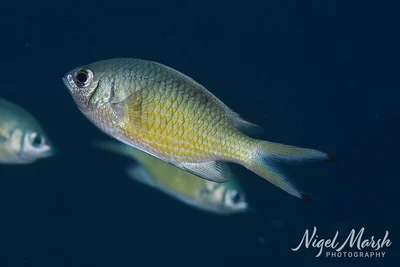 Chromis weberi