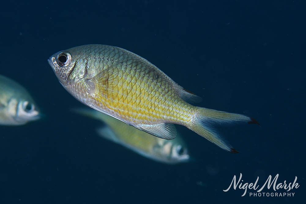 Chromis weberi