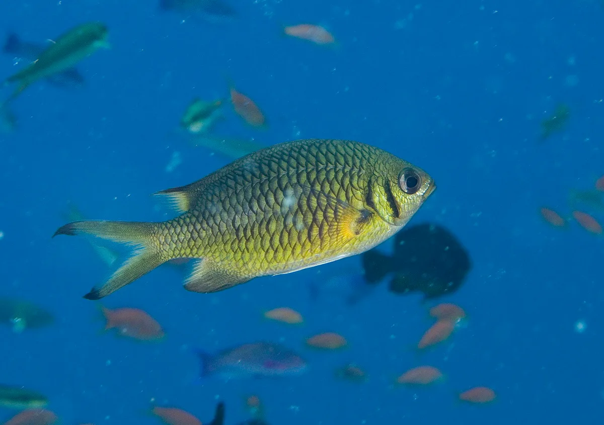 Chromis weberi - Naigani Island, Fiji