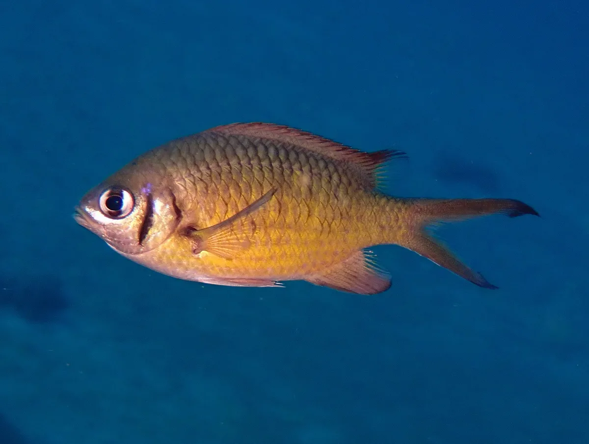 Chromis weberi - Amed, bali