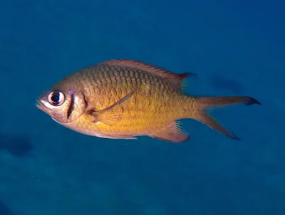 Chromis weberi - Amed, bali